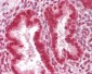 SUMO1 / SMT3 Antibody (aa1-50)
